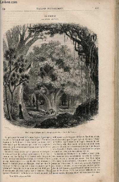 LE MAGASIN PITTORESQUE - Livraison n040 - Le baobab (Adansaonia digitata).