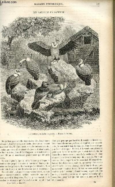 LE MAGASIN PITTORESQUE - Livraison n20 - Les vautours en captivit.