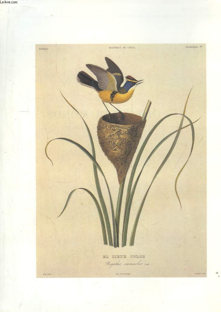 Les oiseaux du monde. Dessins et gravures du XIX sicle