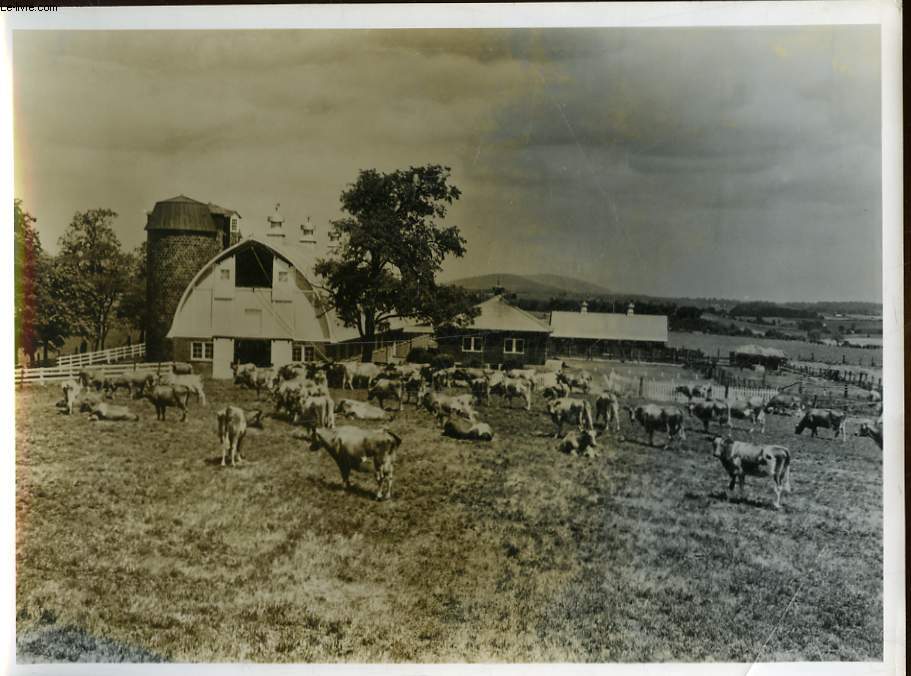 1 PHOTO ANCIENNE SITUEE - VACHES AMERICAINES