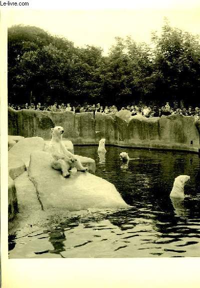 Lot de 2 photographies originales, en noir et blanc, de l'enclos des ours polaires blancs et d'une girafe en train de manger, prises dans un zoo.