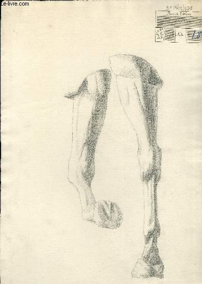 Un dessin original, au crayon  papier, des avant-bras, genoux, boulets et sabots d'un cheval ( Vue de cot).